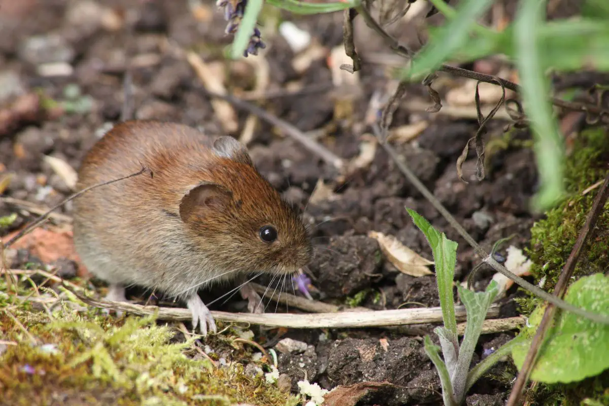 coffee grounds repel voles