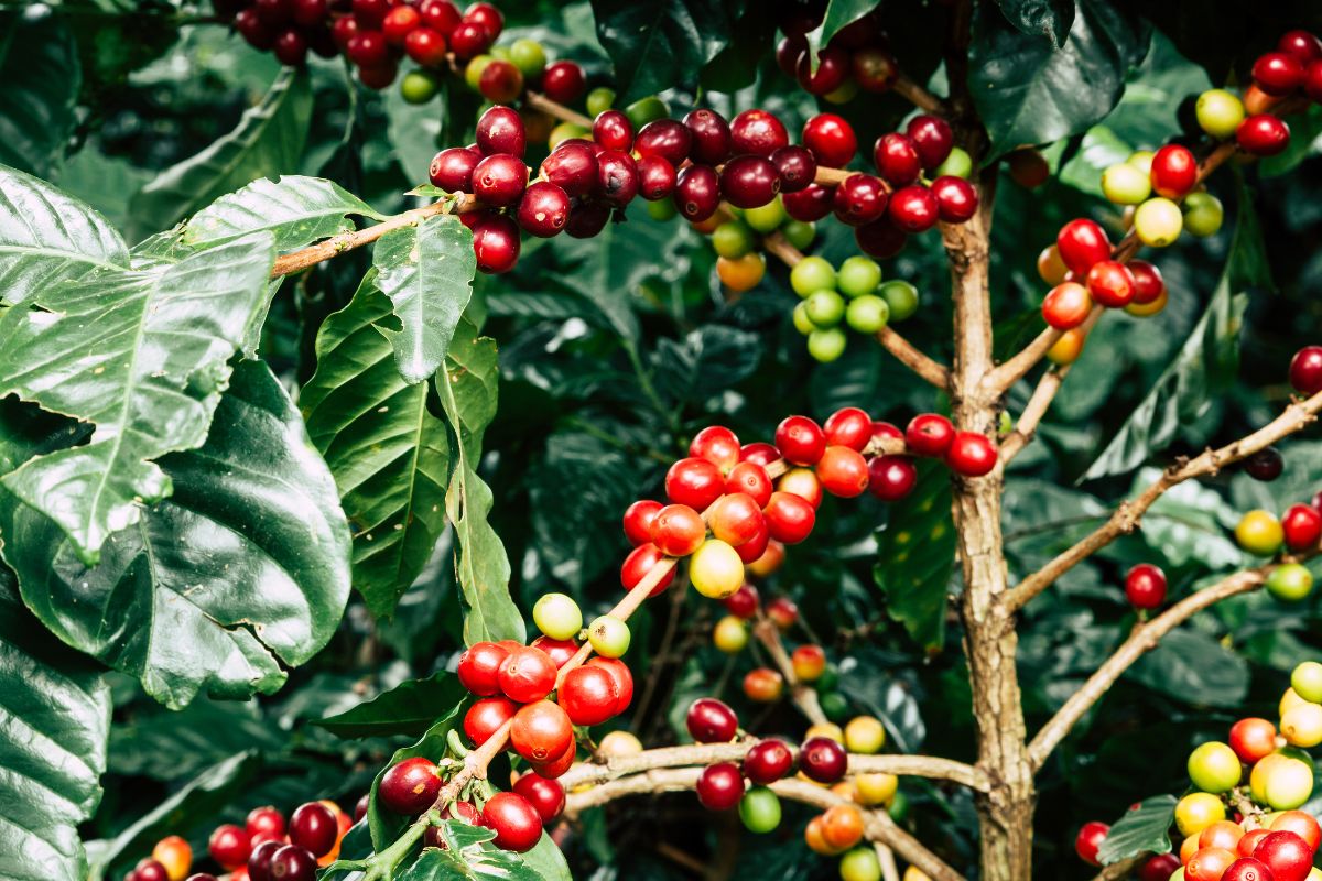 coffee plant fruits