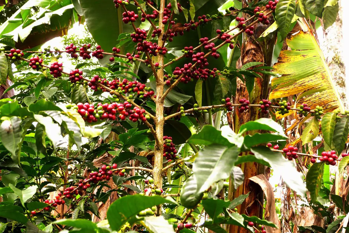 coffee plant