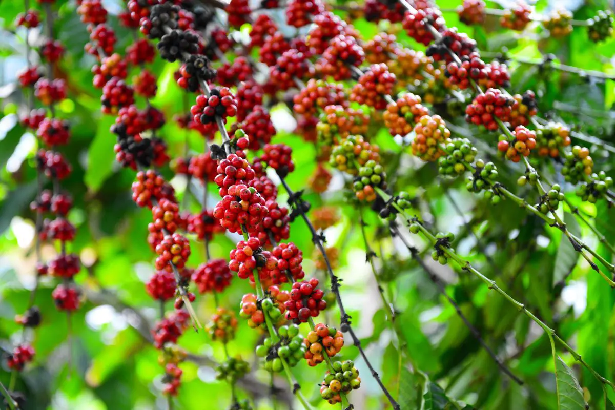 coffee plants