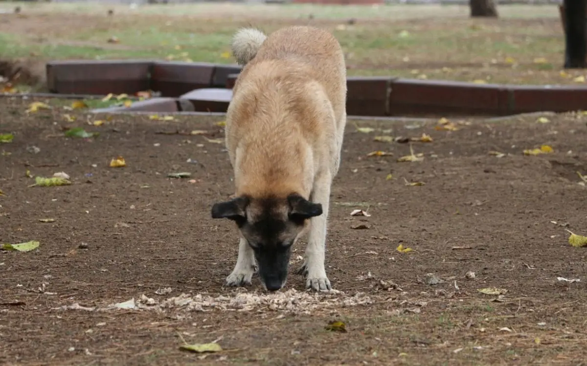 dog repelled by coffee grounds