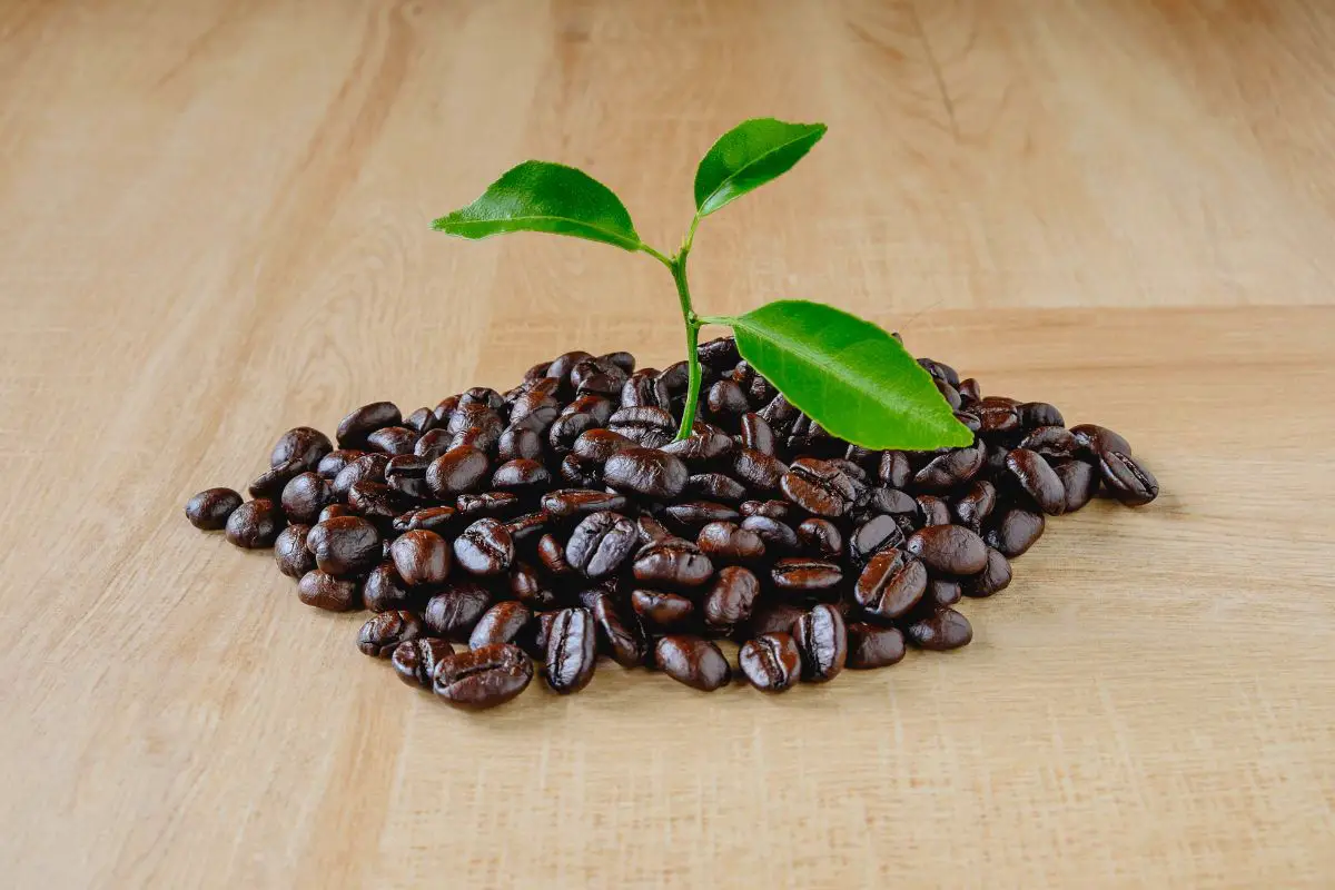 grow coffee beans