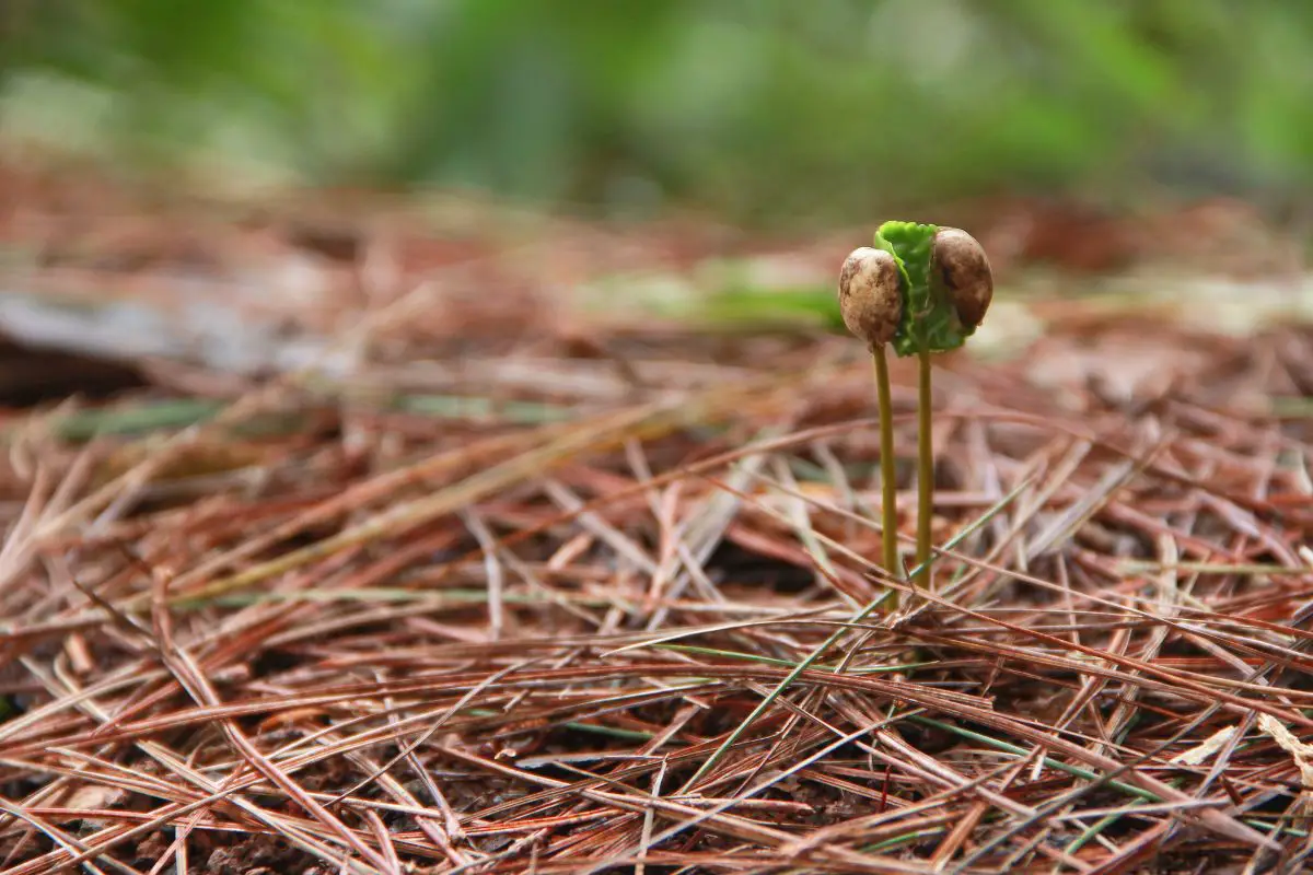 grow coffee in United States