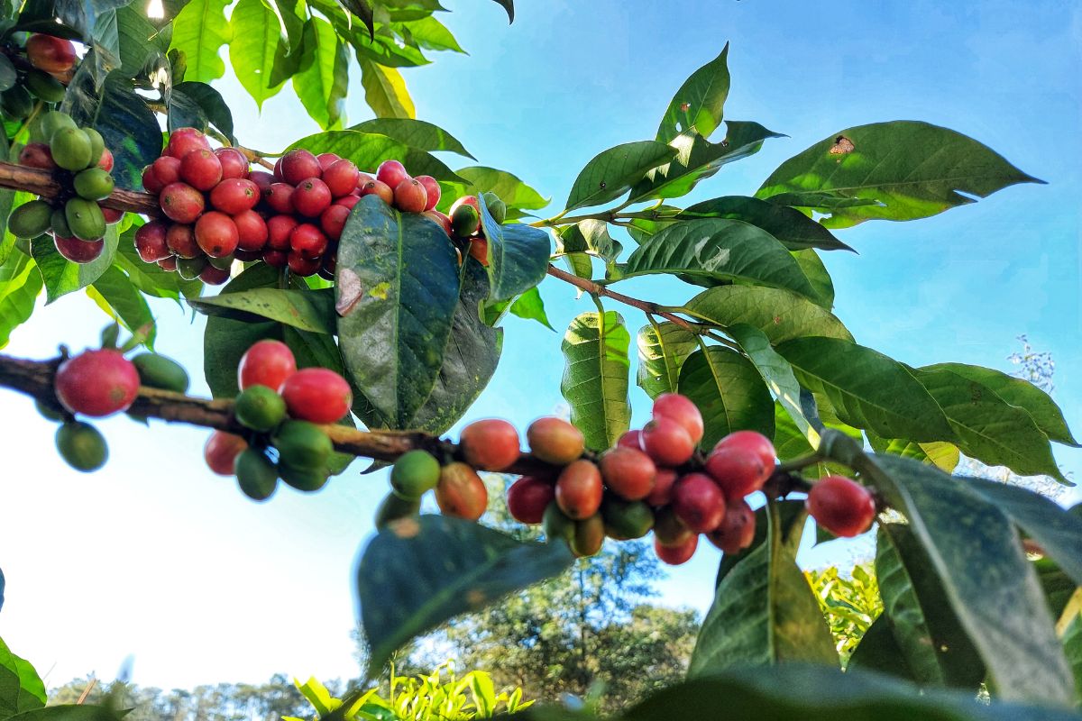 mature coffee plant