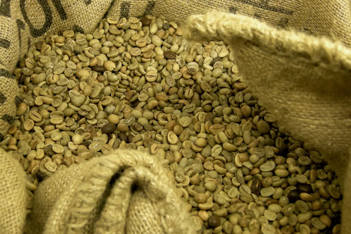 raw coffee beans