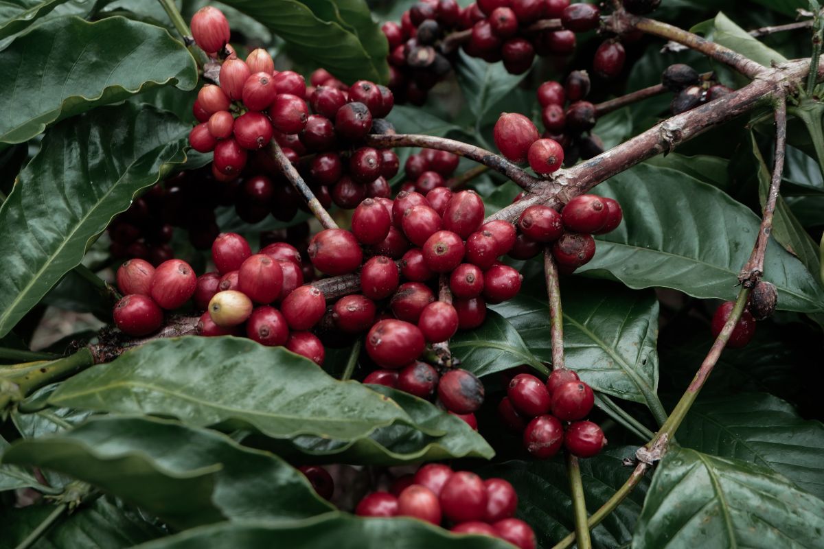 robusta coffee plant