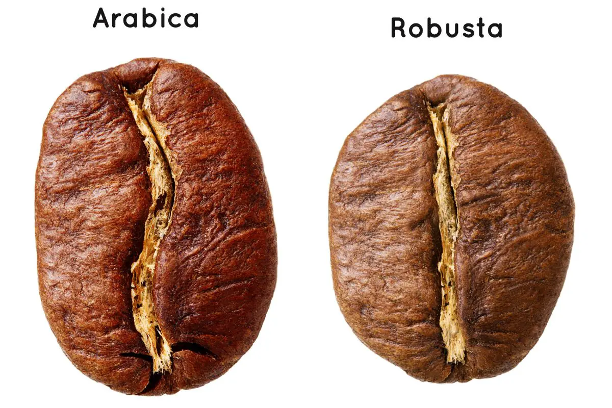 types of coffee beans