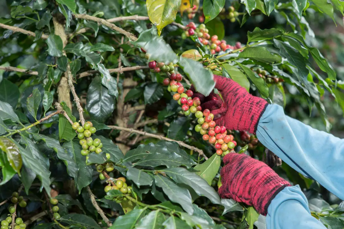 harvesting coffee