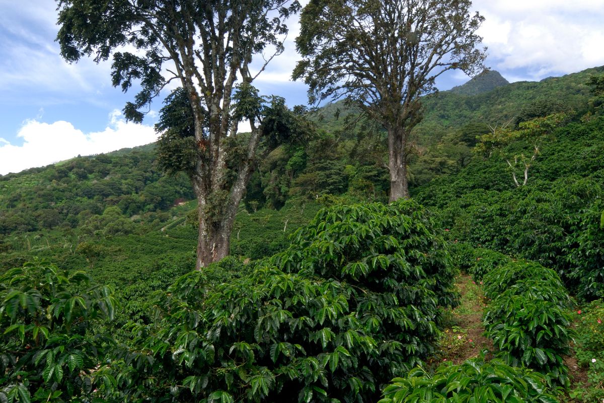 organic coffee farming