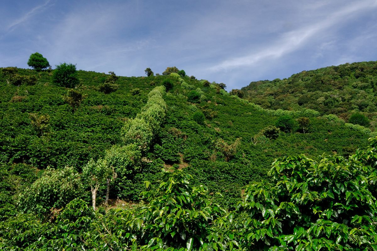 organic coffee growing