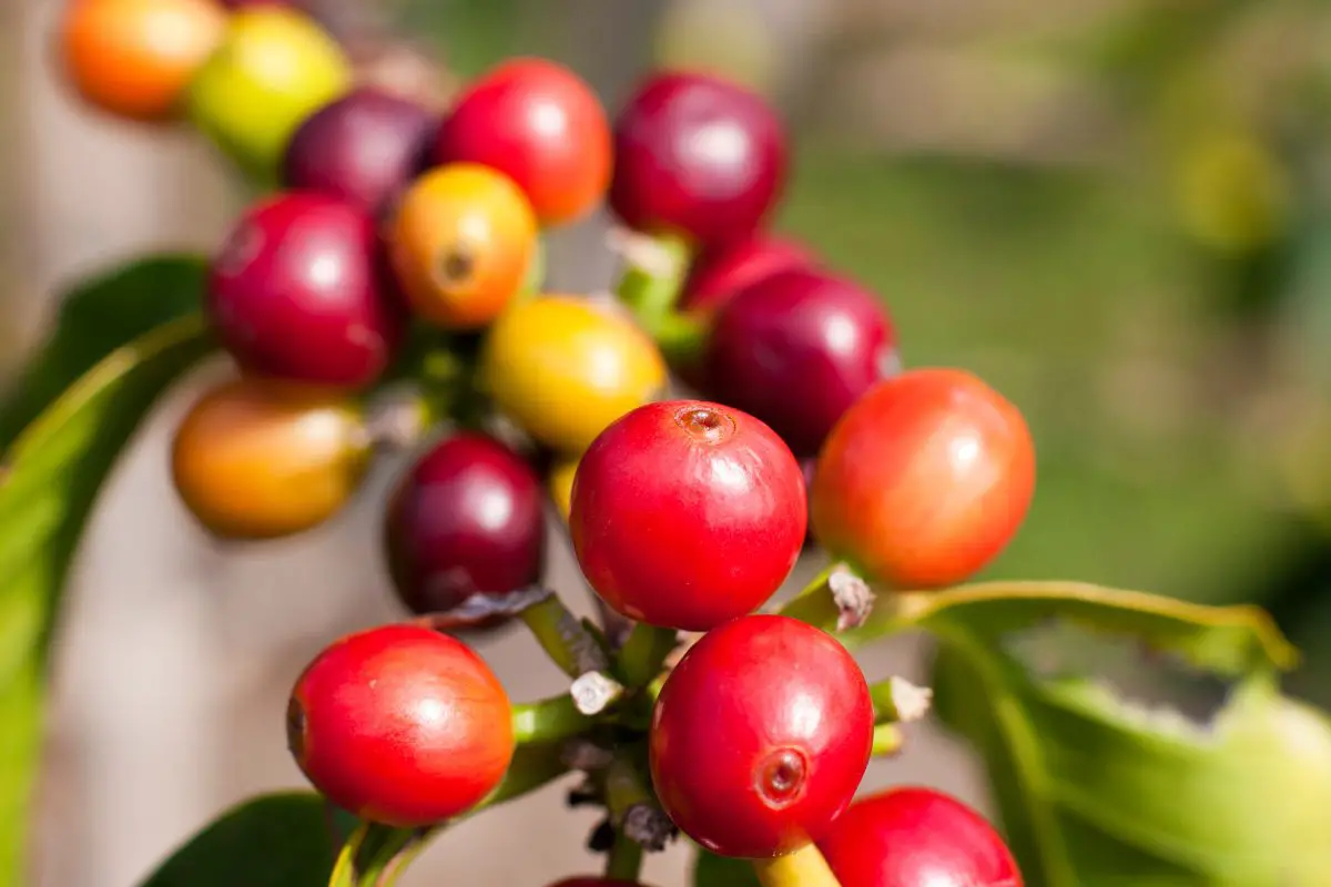 kona coffee cherries