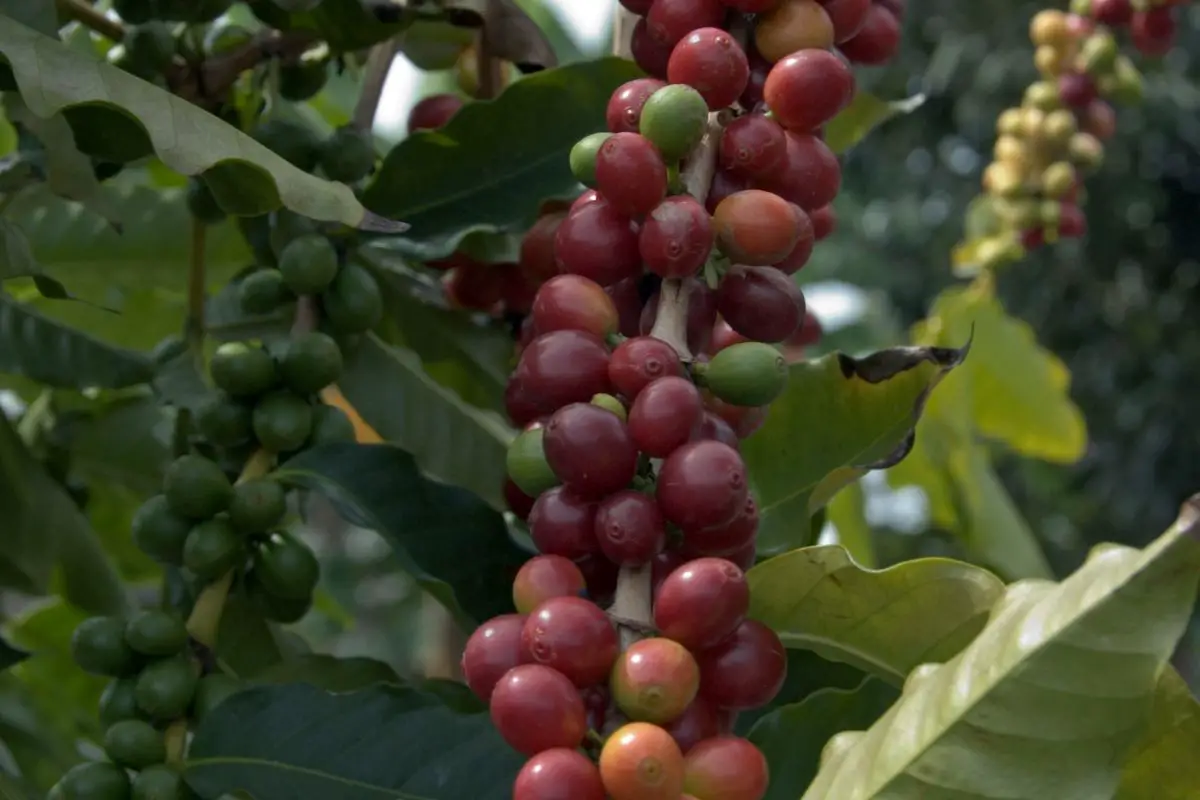 what is kona coffee