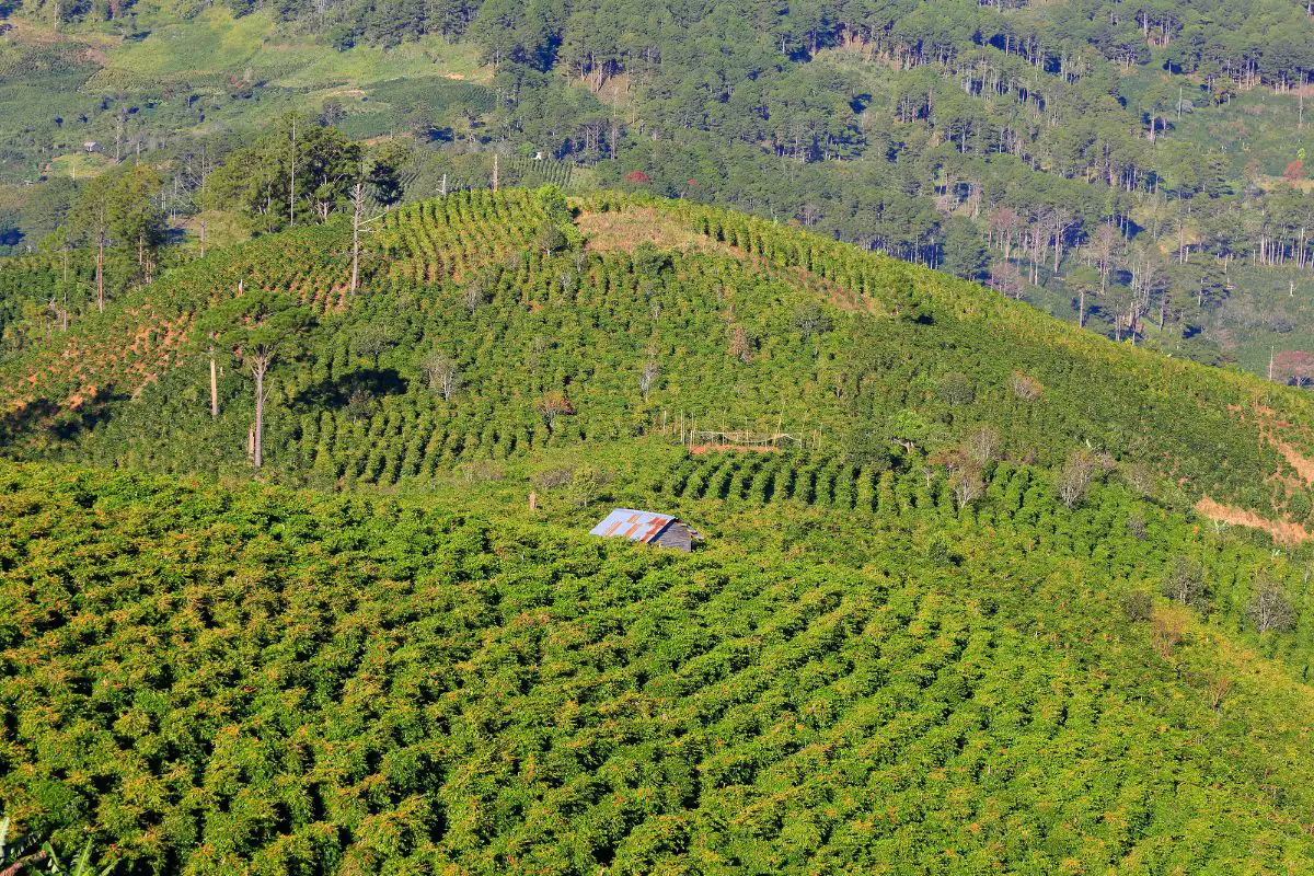 Challenges coffee production