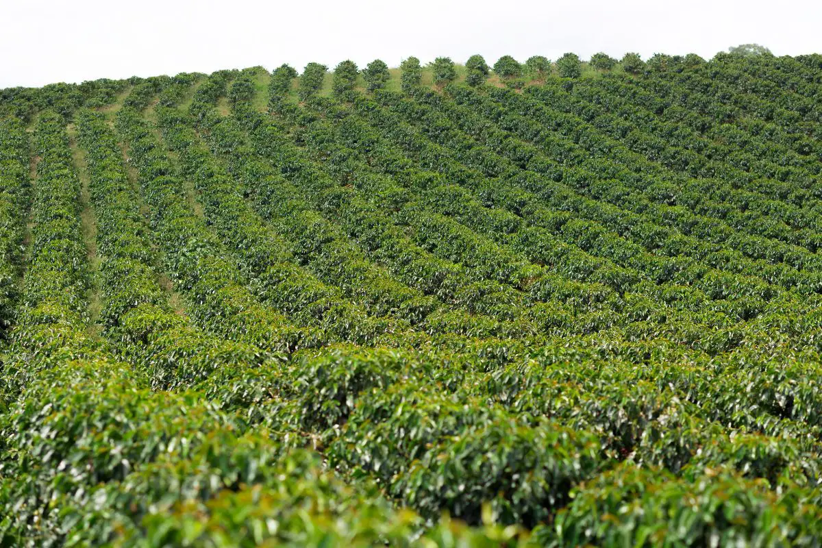 Coffee Cultivation Techniques