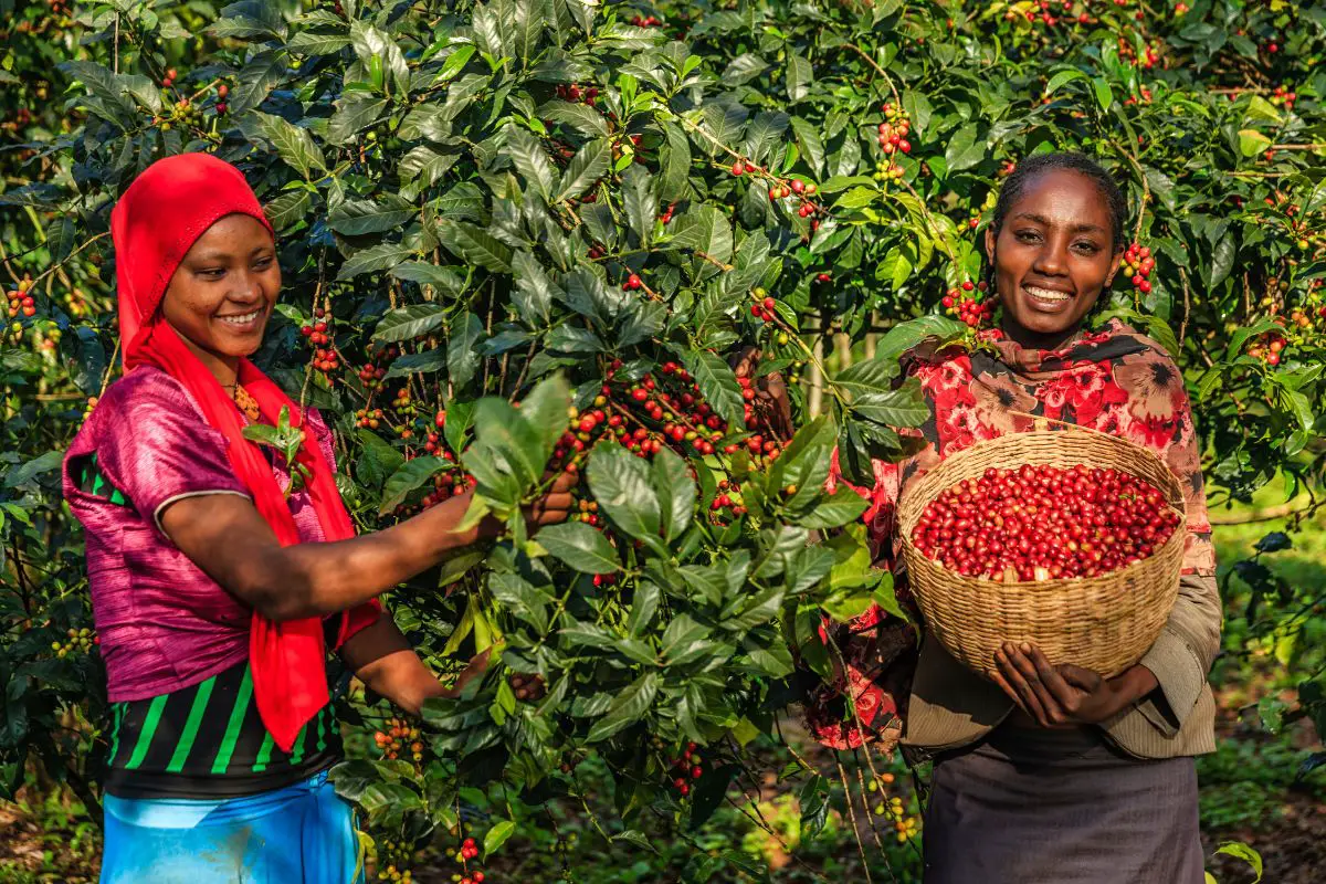 Coffee in Ethiopian Culture traditions