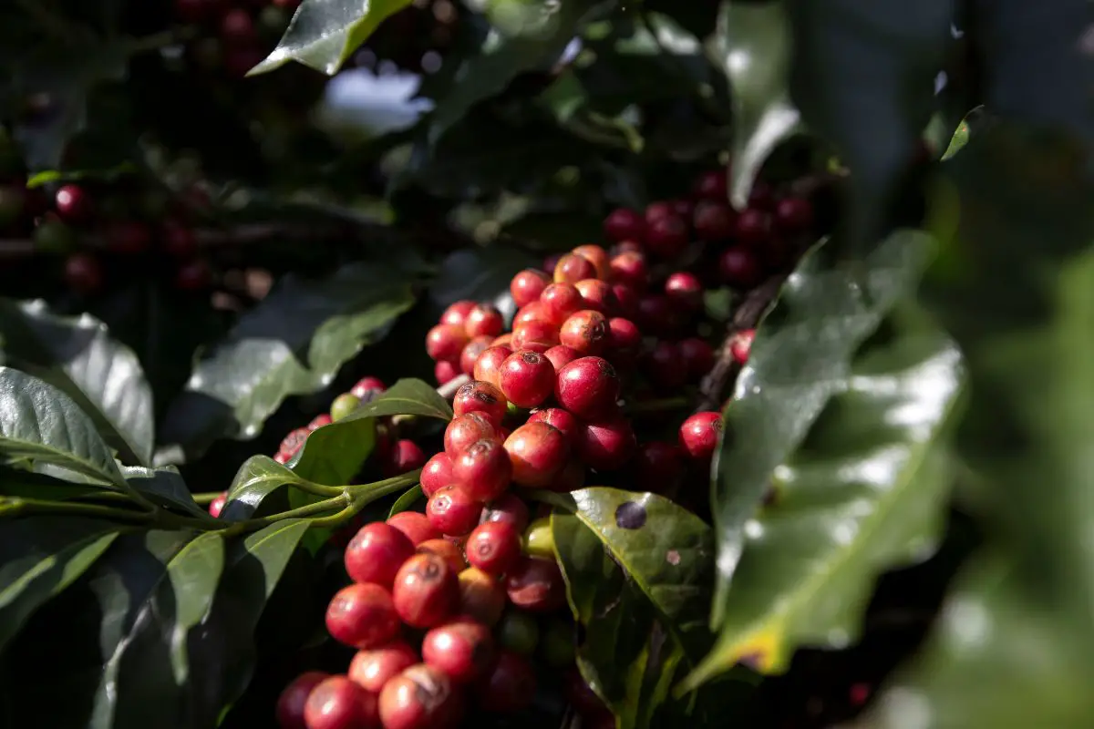 Ethiopia specialty coffees