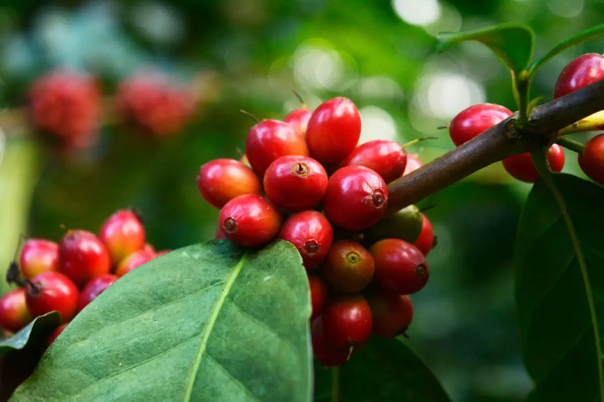 Ethiopian Coffee