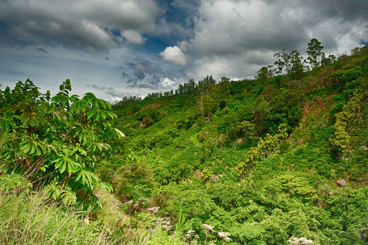 Ethiopian Coffee Farming