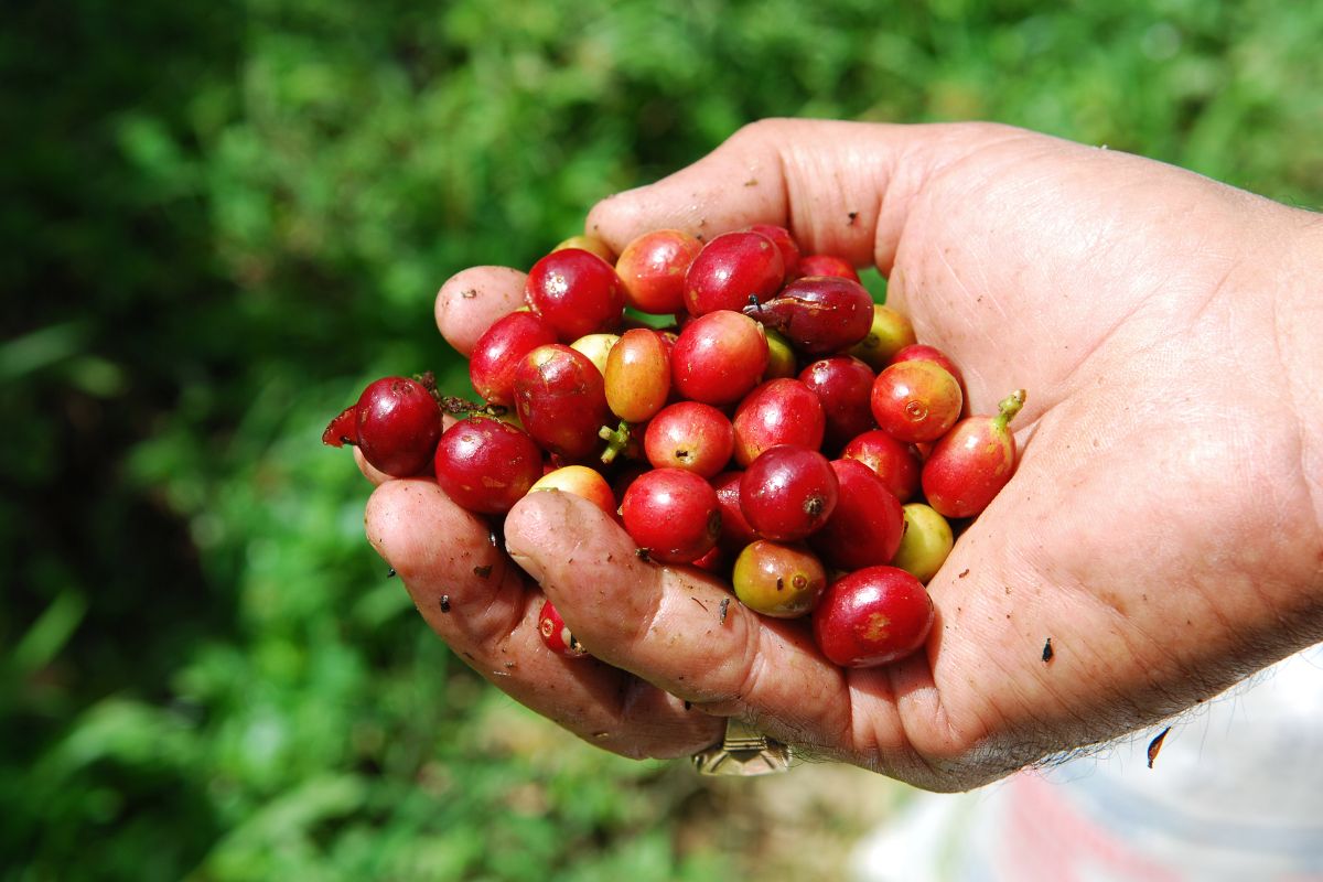 Ethiopian Coffee Industry