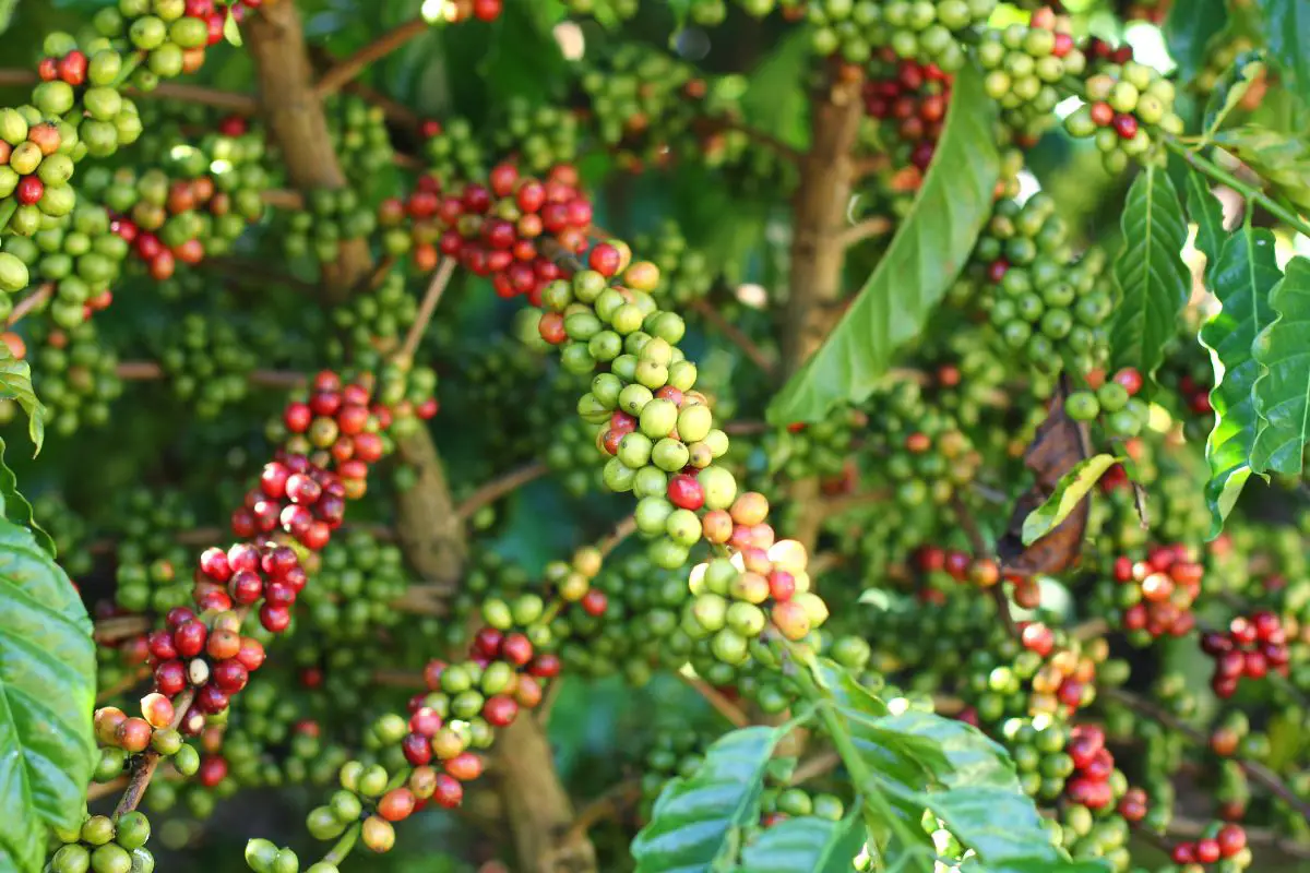 Ethiopian Coffee Industry's Growth