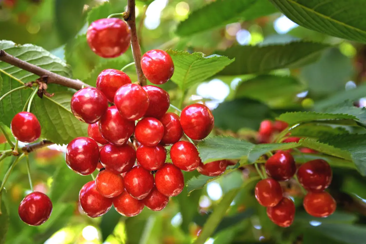 Ethiopian coffee international market