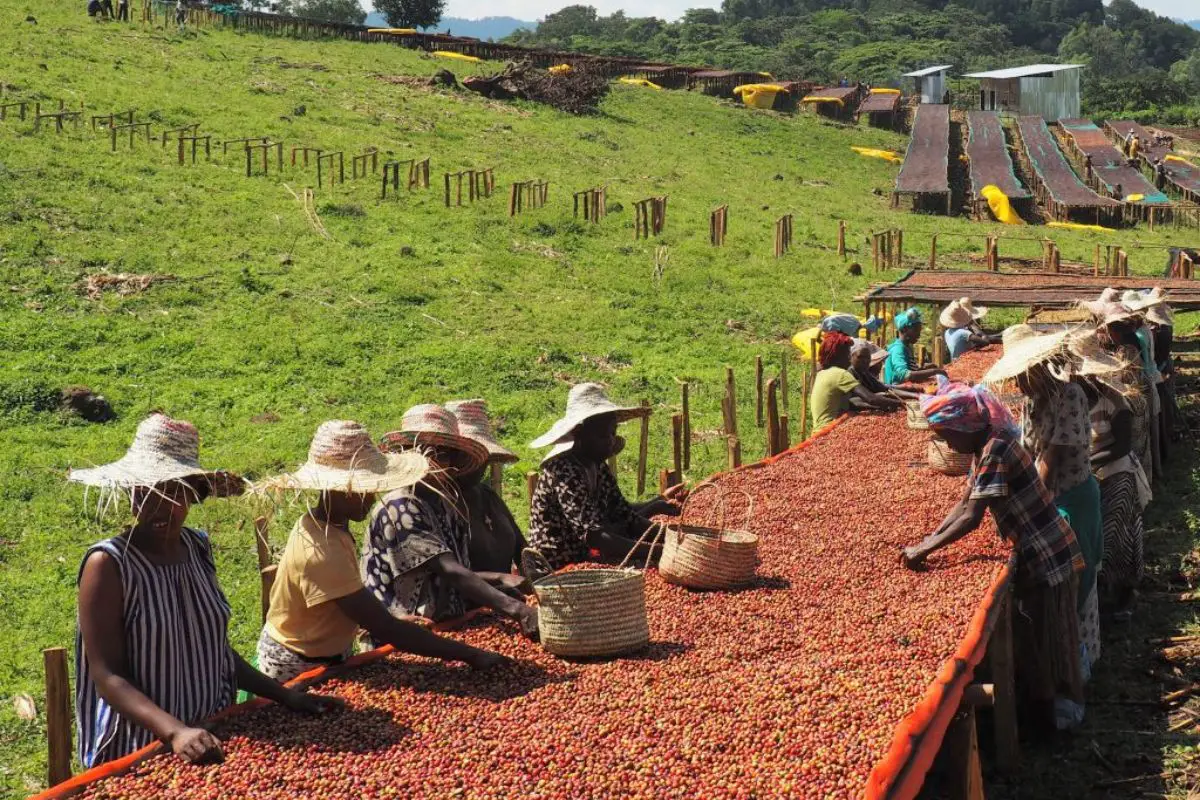 Ethiopian coffee producers