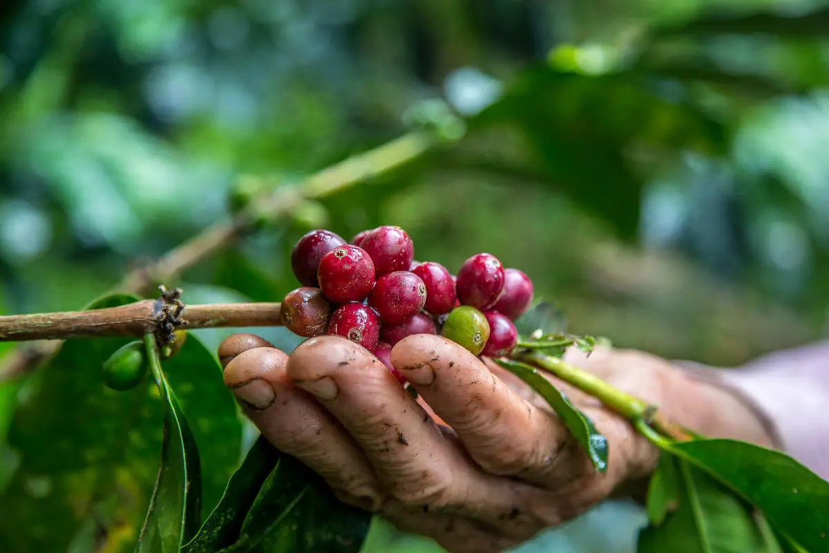 Ethiopian coffee sector