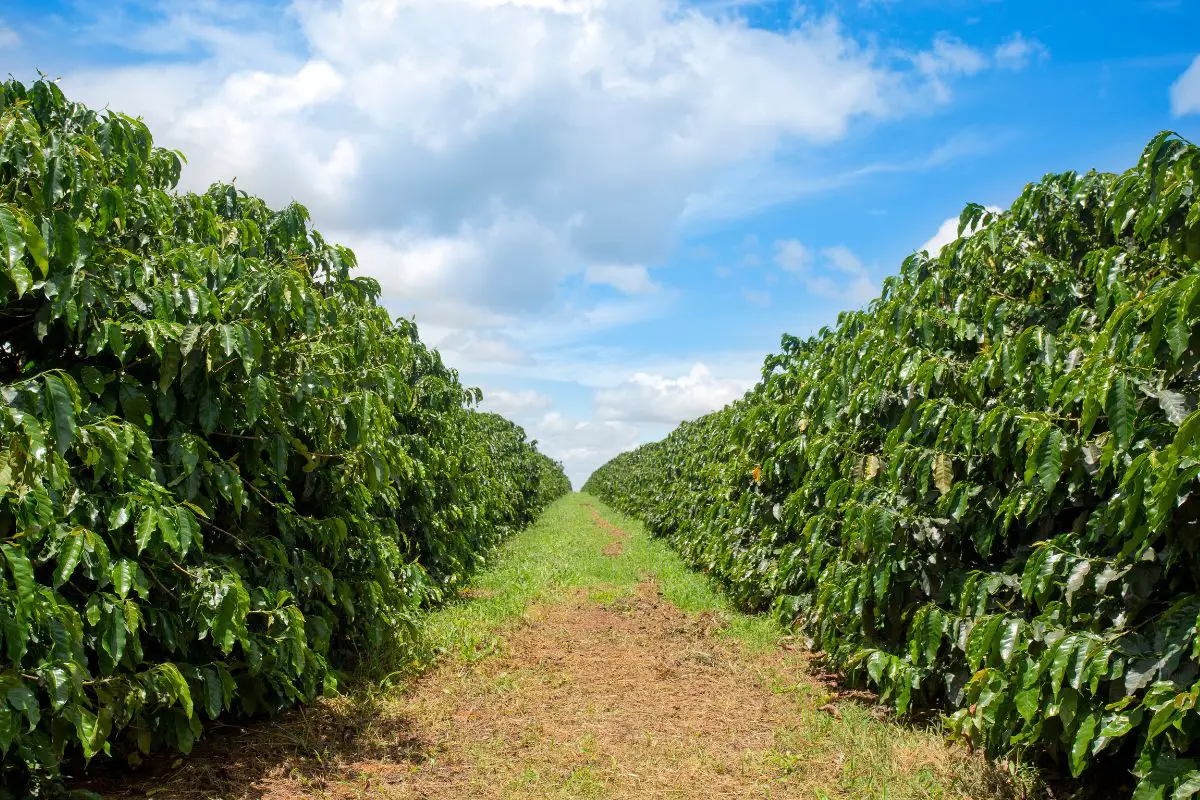 Innovations in Coffee Production