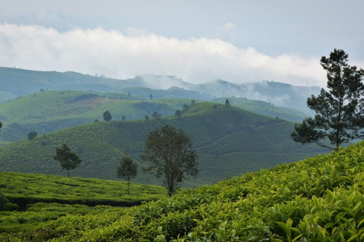Java and Sumatra coffee plantations