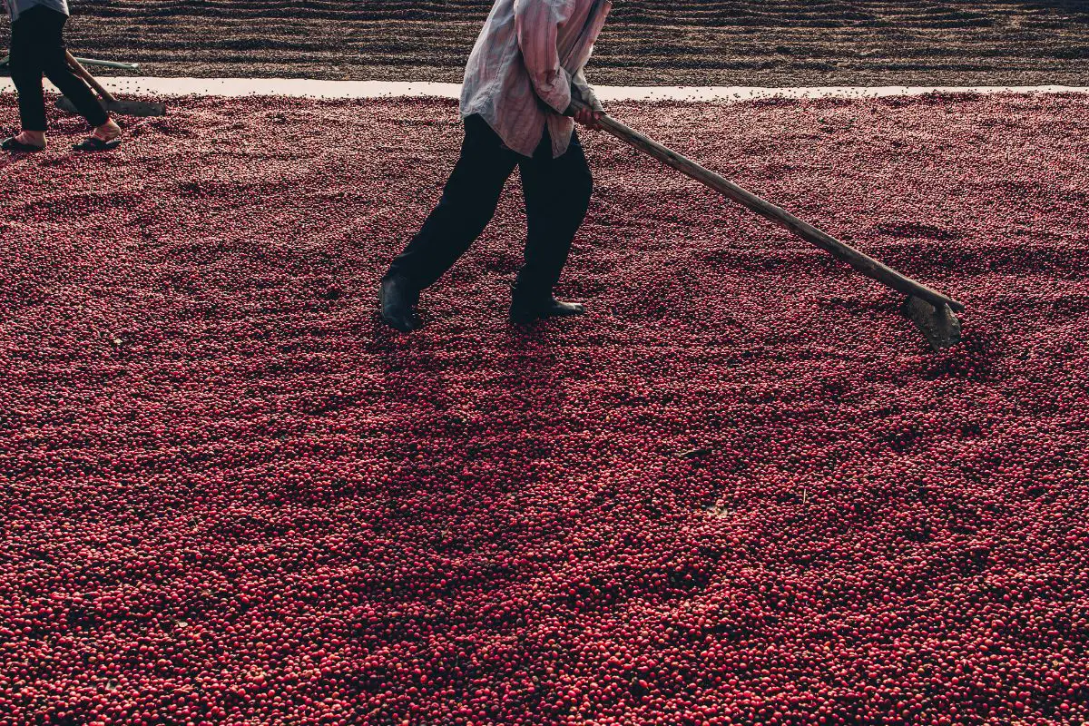 Latin American Coffee Drying