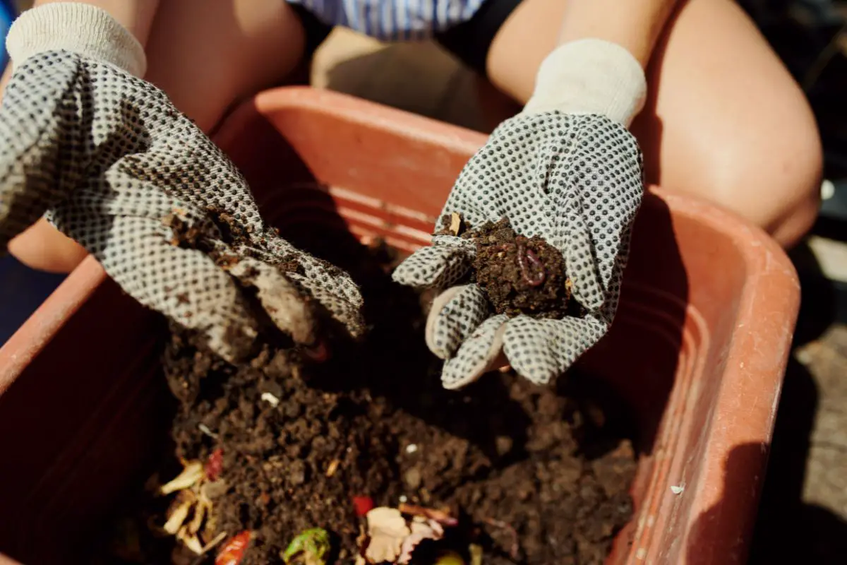 Natural Fertilizers for Coffee Farming