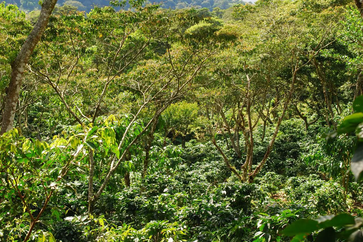 Shade-Grown Coffee 