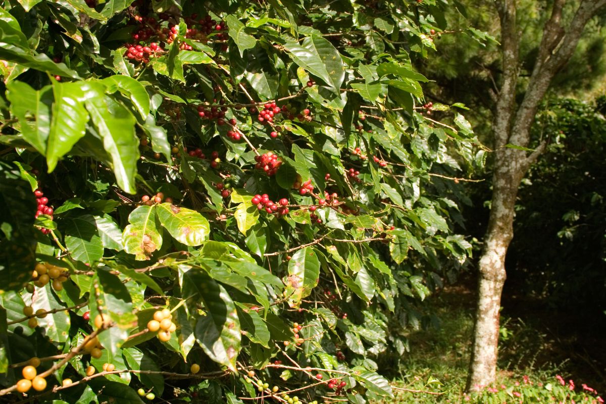 Shade-Grown Coffee challenges 
