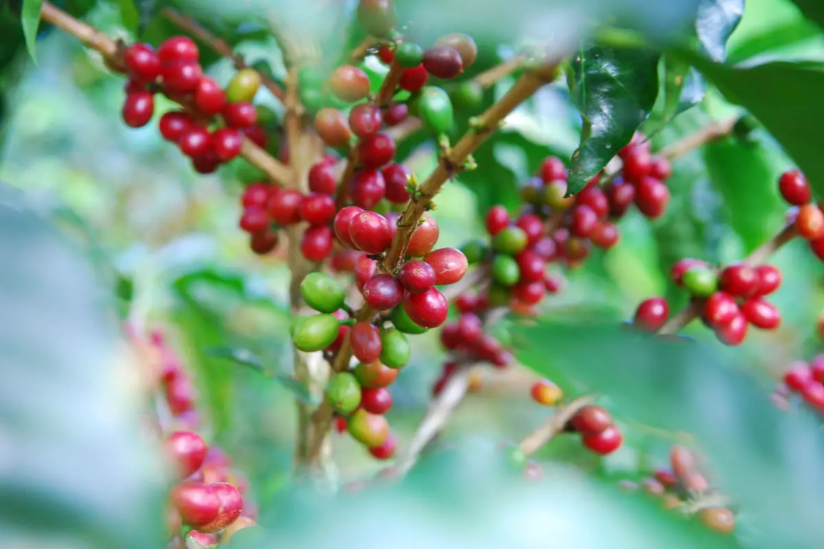 Shade-Grown Coffee demand