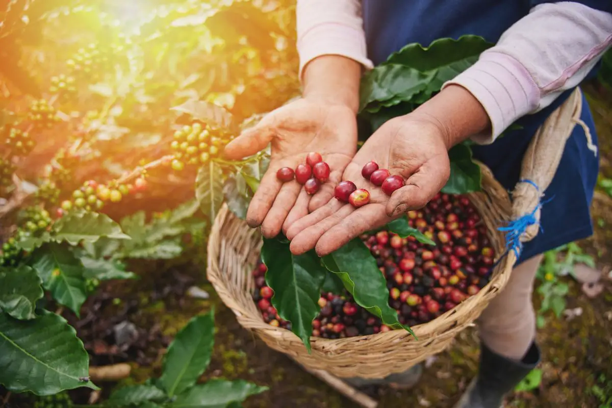 Smallholder Coffee Farmers