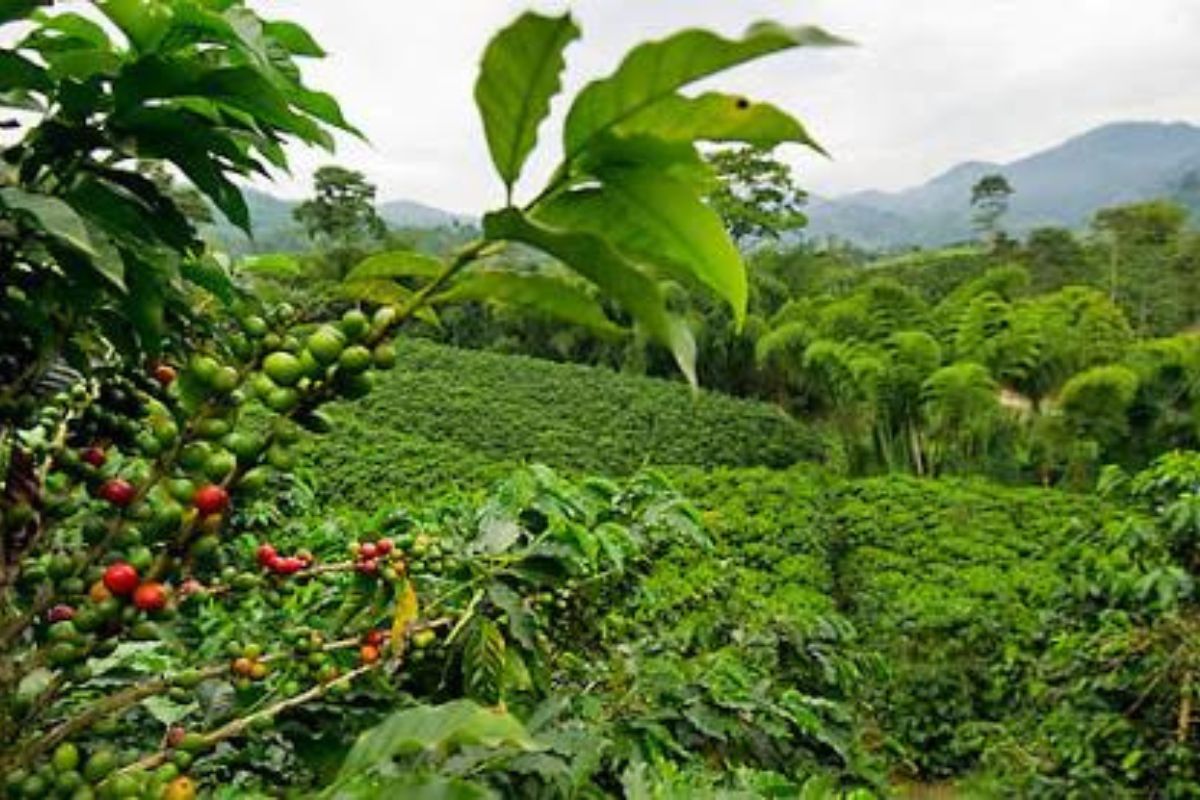  Sumatra coffee plantations