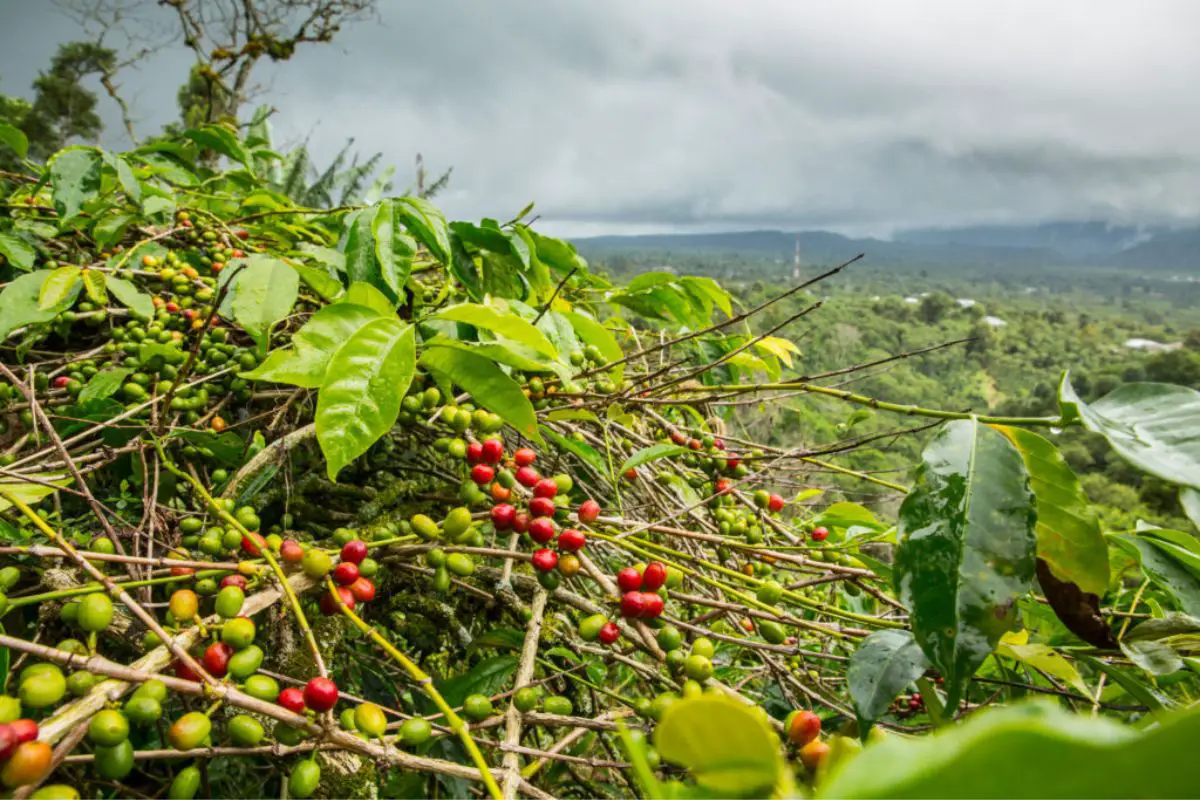 Sumatra java coffee