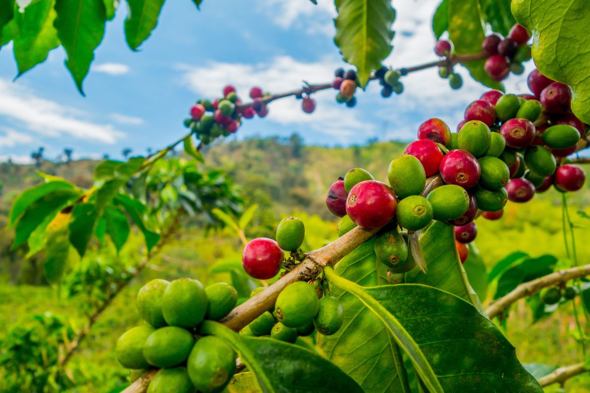 Sustainable coffee farming practices
