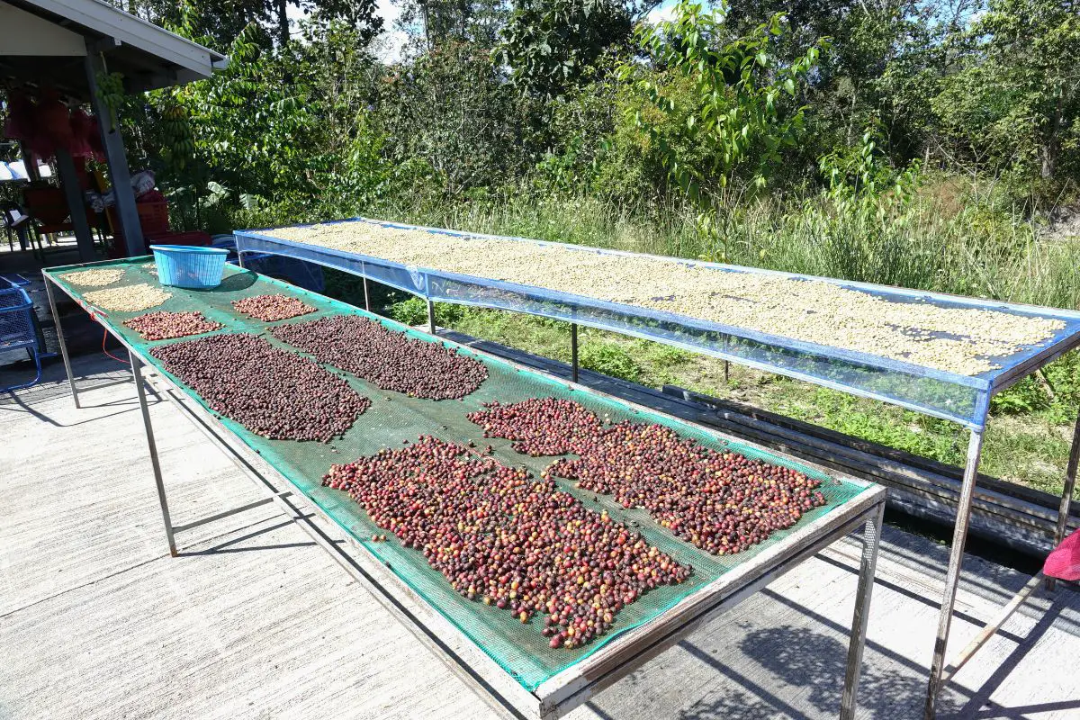 Traditional coffee processing
