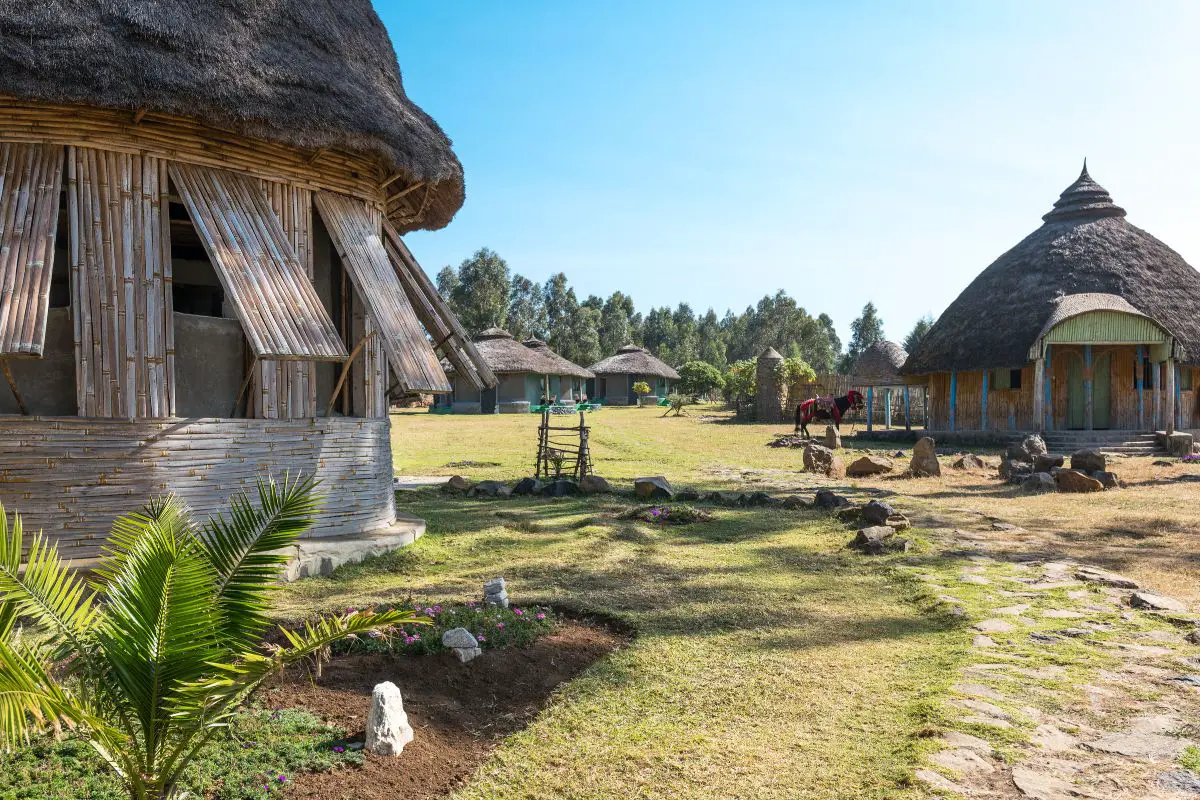 coffee Ancient Ethiopian Societies