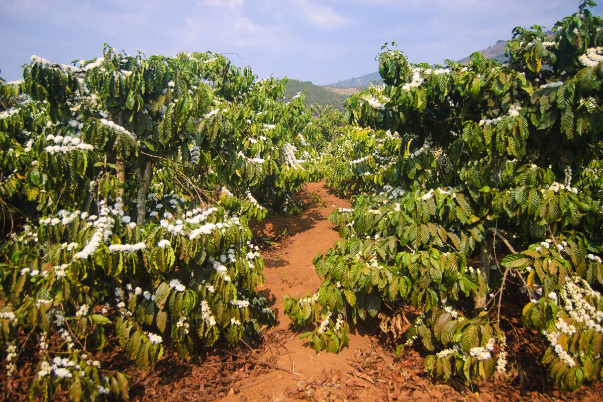 coffee Cultivation methods