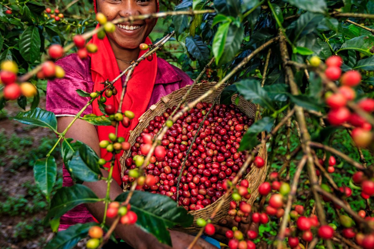 coffee berries discovery ethiopia