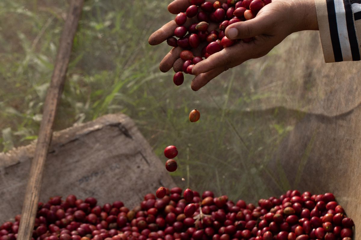 coffee berries discovery in ethiopia