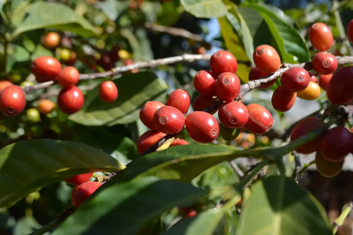 coffee ethiopia to arabia