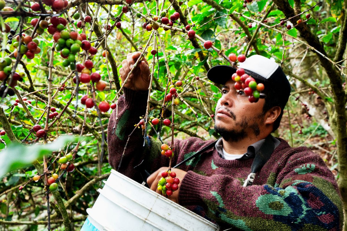 coffee harvesting workers challenges