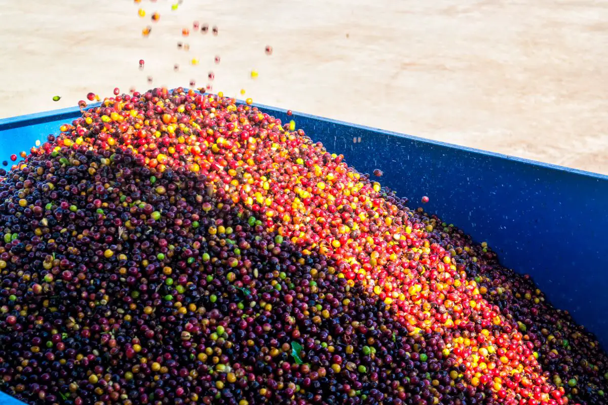 harvested coffee cherries