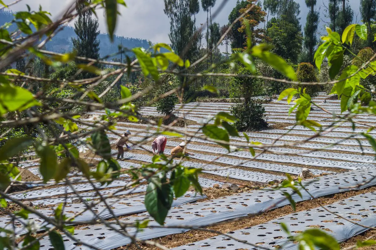 coffee intercropping