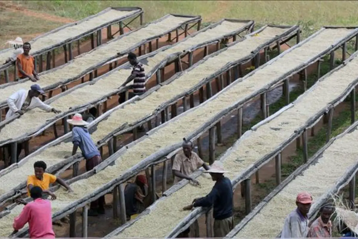 coffee job creation Ethiopia