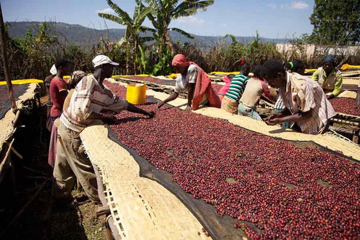 Ethiopia coffee job creation