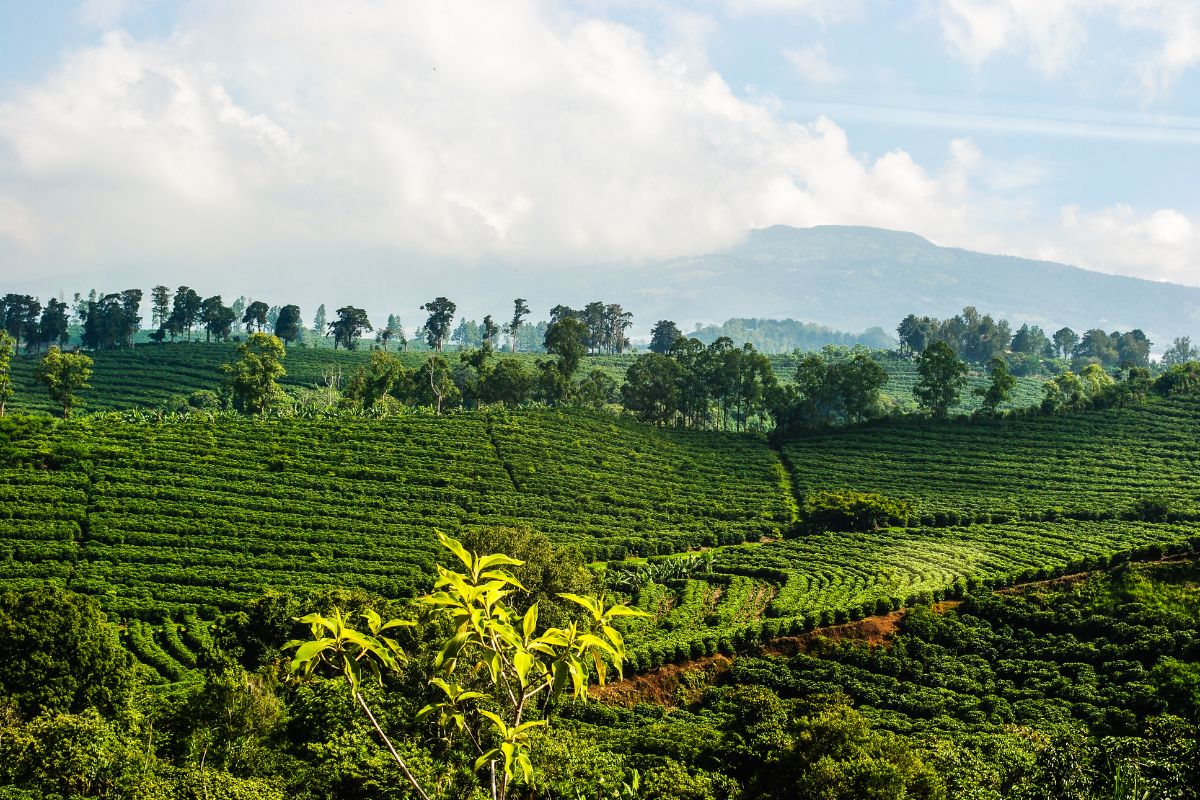 coffee plantations Central South America
